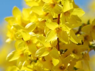 forsythia