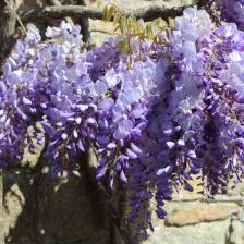 glycine