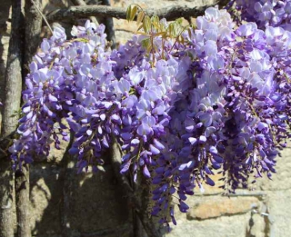 glycine entretien