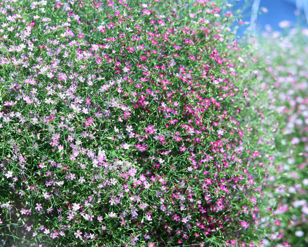 Gypsophile rampant : conseils d'entretien