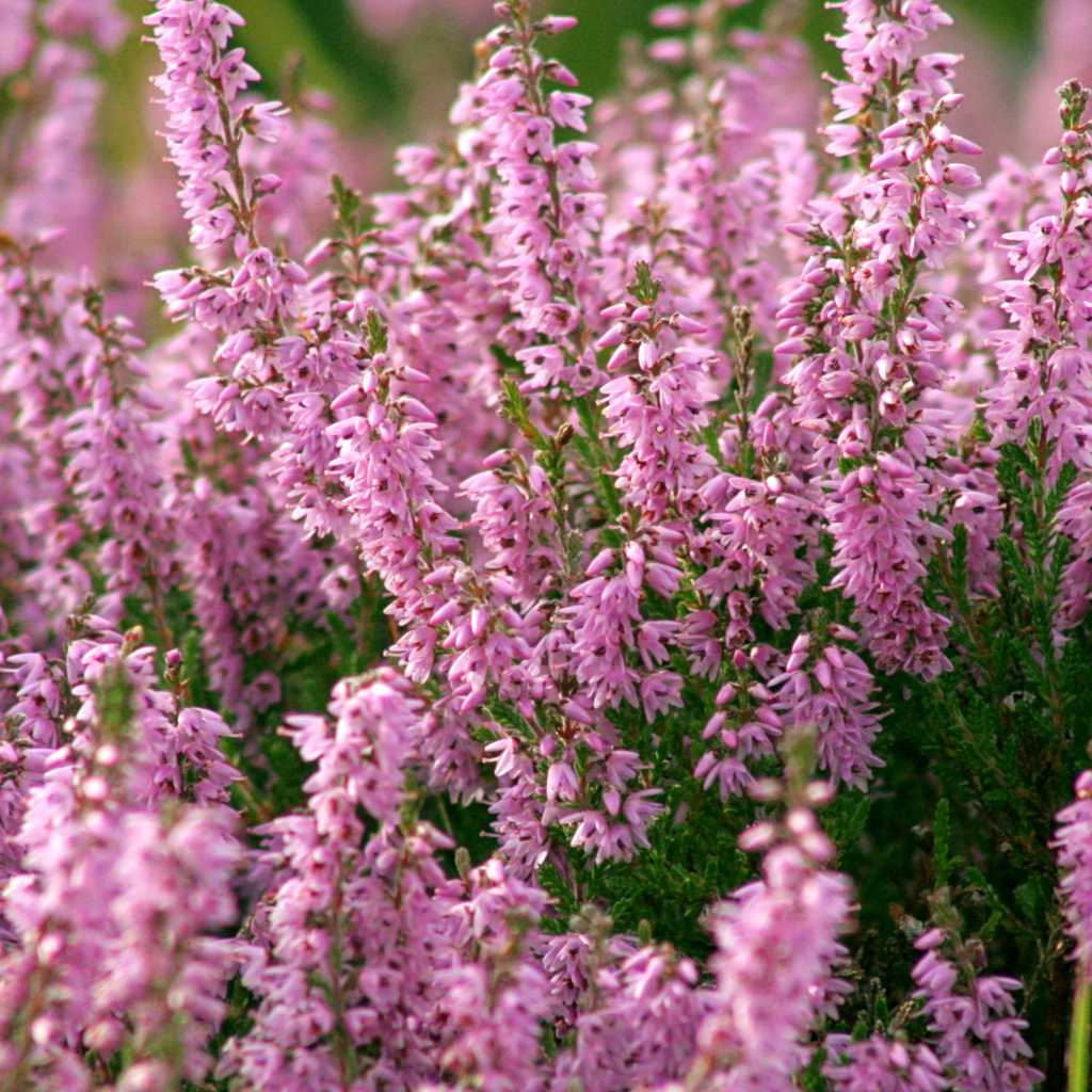 Purple heather flowering-3977 | Stockarch Free Stock Photo Archive