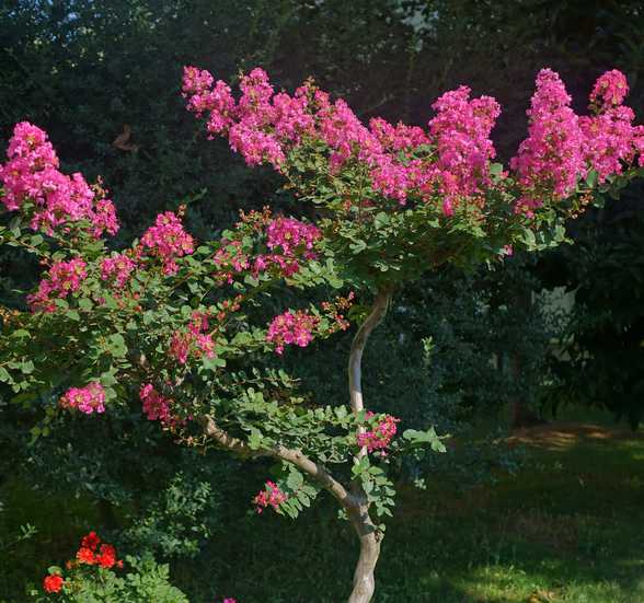 Lagerstroemia indica taille