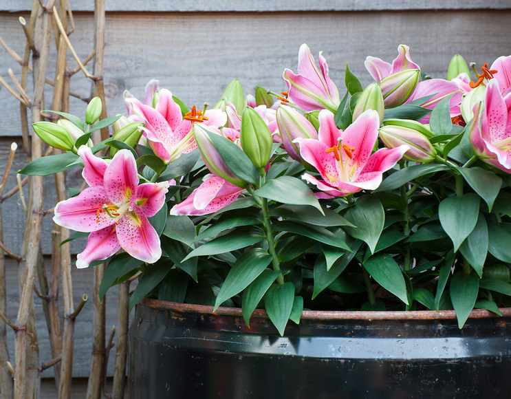 Lis en pot pour jardin, terrasse et balcon : nos conseils