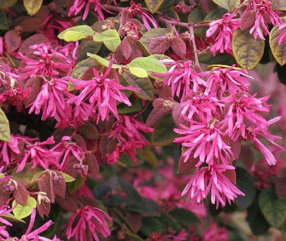 loropetalum chinense