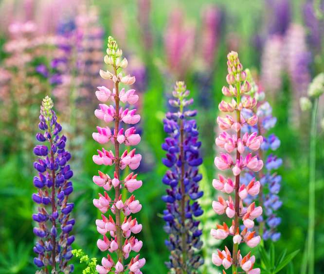 Lupin des jardins (Lupinus x russellii) : fleur, plantation, culture,  entretien