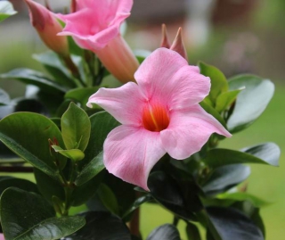 mandevilla