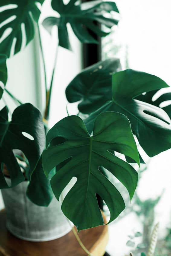 Monstera : culture et conseils d'entretien