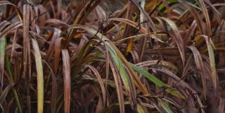 montbretia en hiver