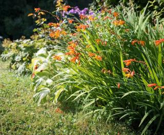 montbretia entretien