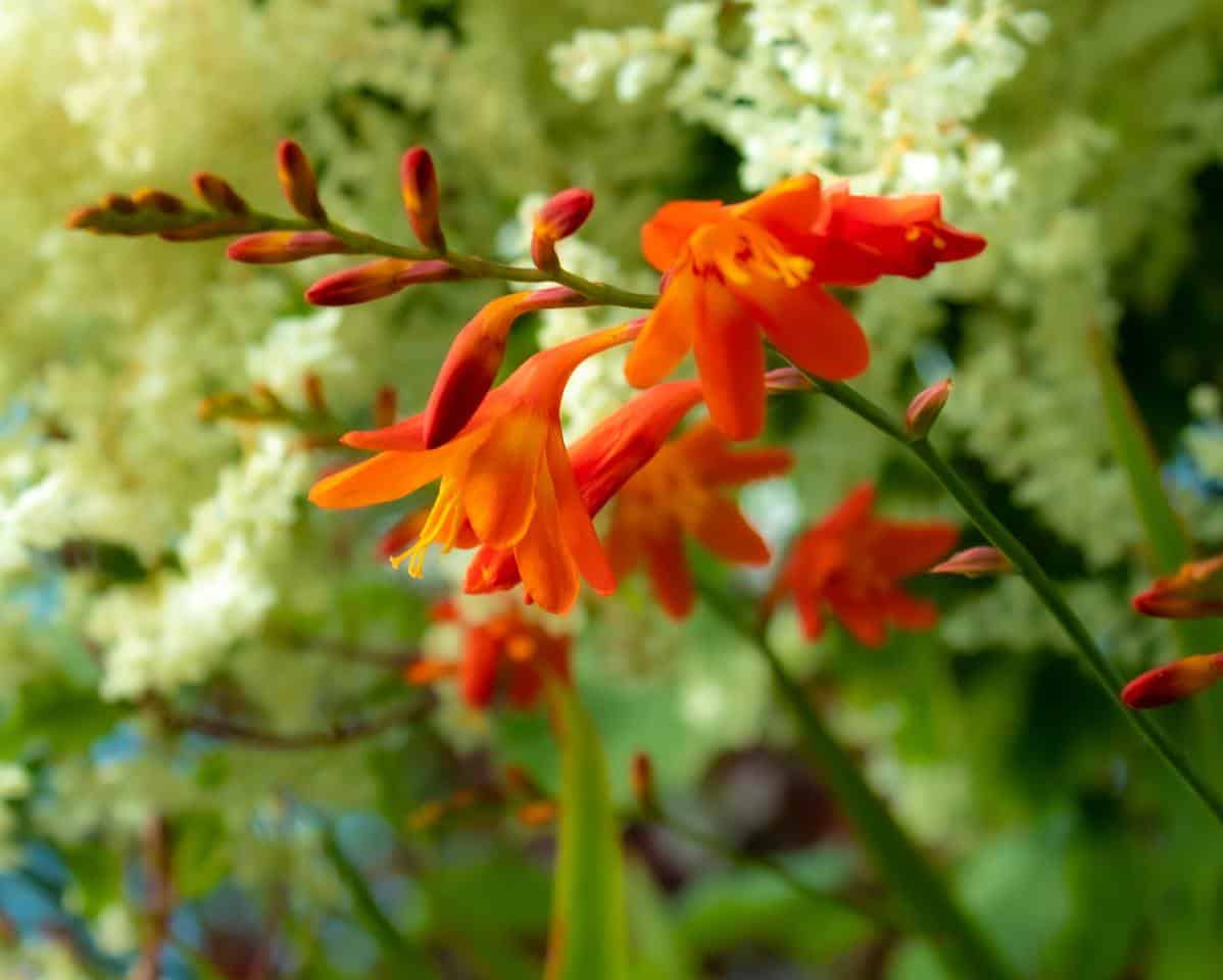 montbretia plante fleur