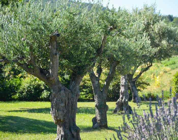 Olivier Plantation Taille Et Entretien De L Olivier