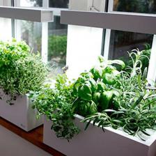 potager interieur