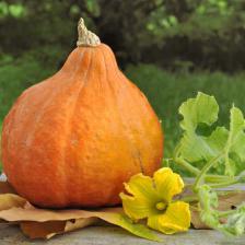 potimarron