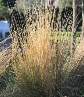 stipa tenuifolia