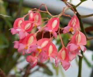 tamaya begonia