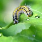 traitement bio chenille