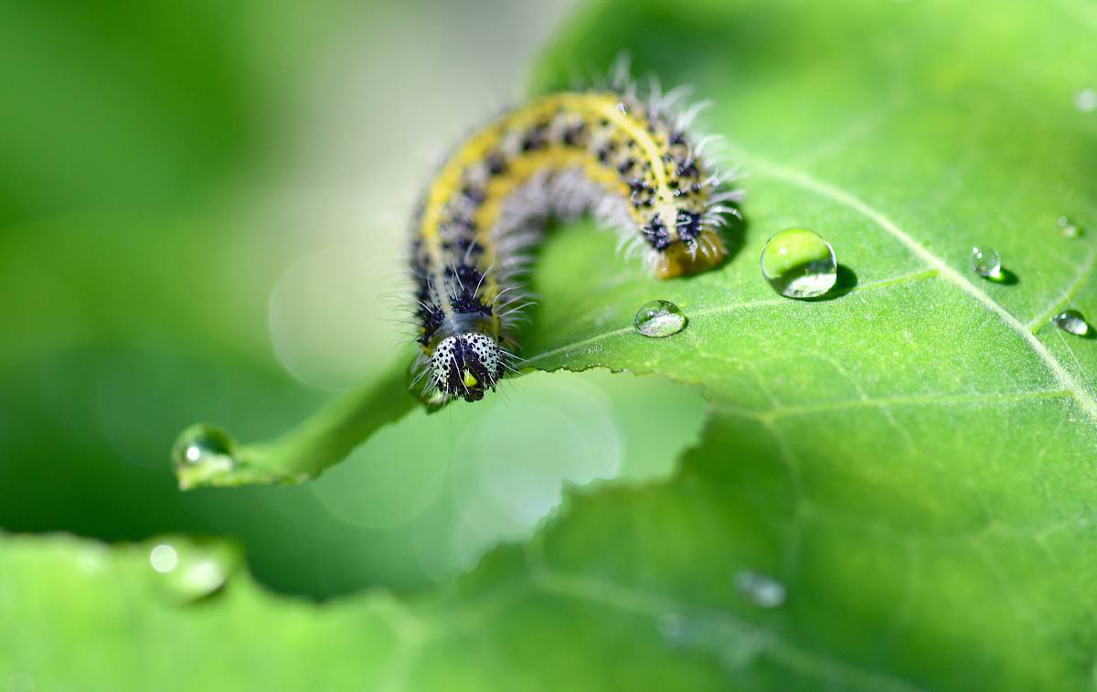 traitement bio chenille