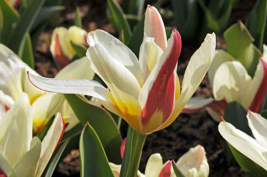 tulipe botanique