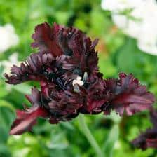 tulipe perroquet