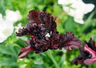 tulipe-perroquet