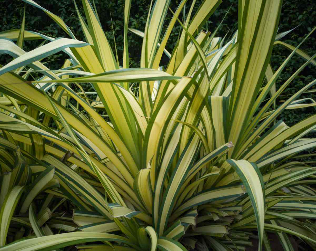 Lin de nouvelle zelande - Phormium