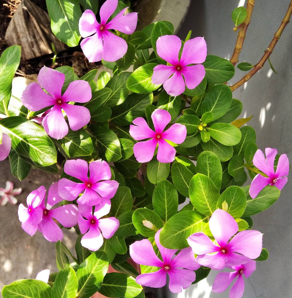 Pervenche de Madagascar - Vinca rosea