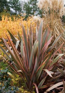 Phormium - Lin de nouvelle zelande