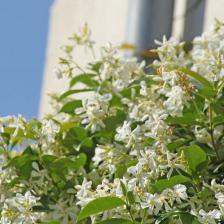 Trachelospermum jasminoides