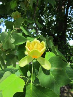 Tulipier de Virginie - liriodendron tulipifera