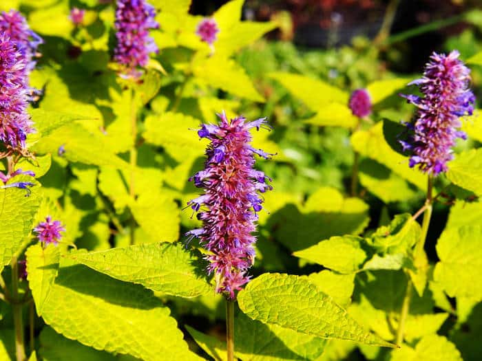 agastache