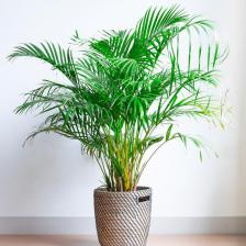areca