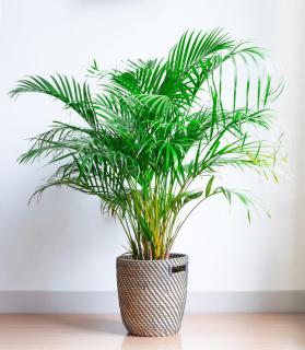 areca en pot 