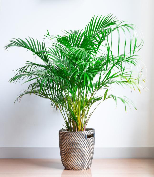 Areca, Plante verte