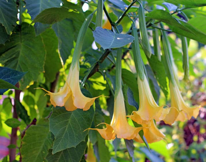 Brugmansia : culture, hivernage et conseils d'entretien