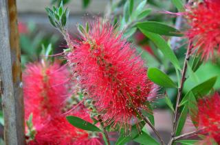 callistemon citrinus