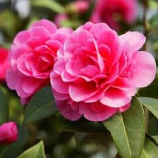 camelia