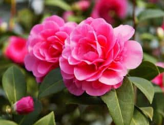 camelia entretien