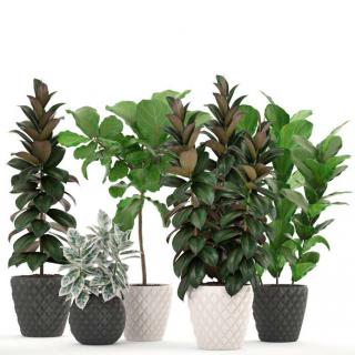 caoutchouc ficus