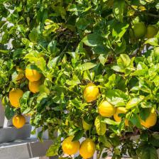citronnier