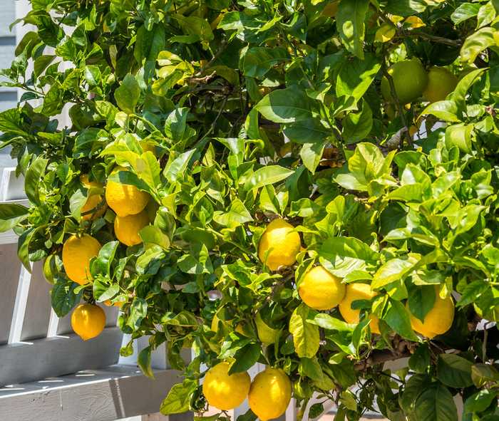 Citronnier (Citrus limon), pour le jus de citron : plantation, culture,  entretien