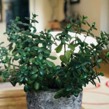 crassula