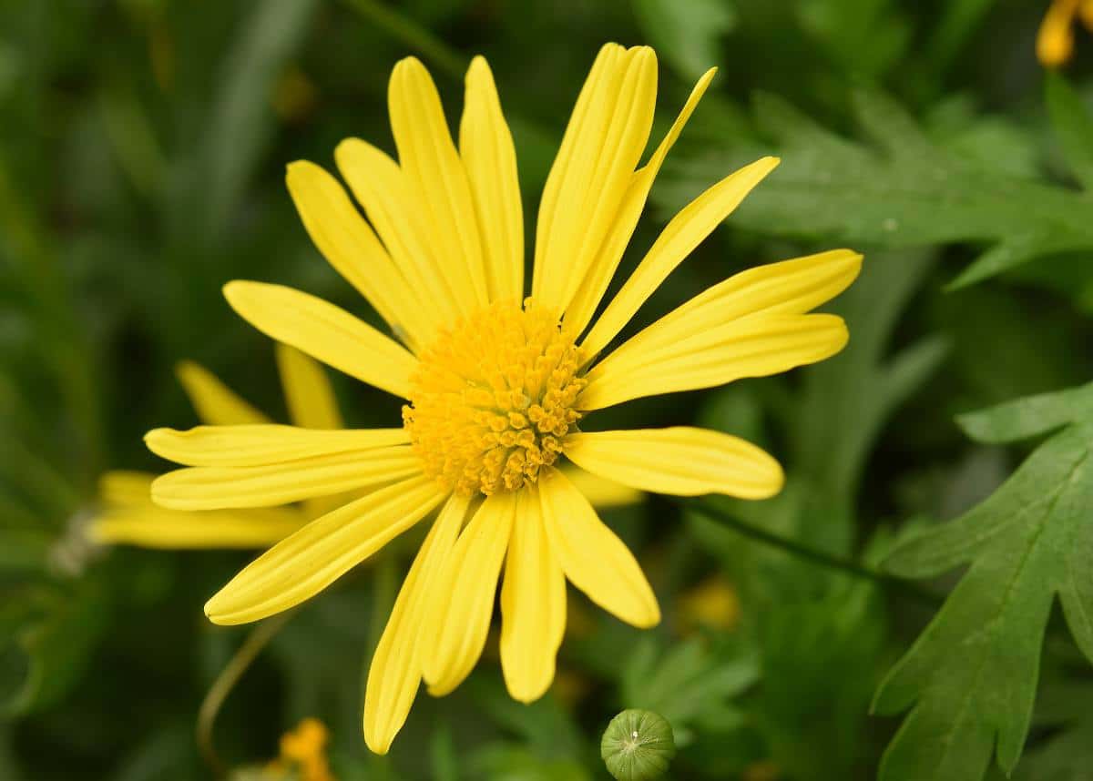 Euryops, Marguerite des savanes : conseils d'entretien