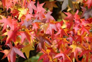 feuille de liquidambar