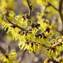 hamamelis