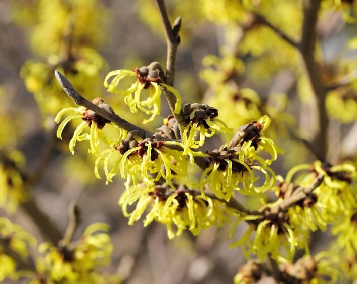 Hamamelis : plantation, taille et conseils d'entretien