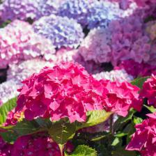 Hydrangea
