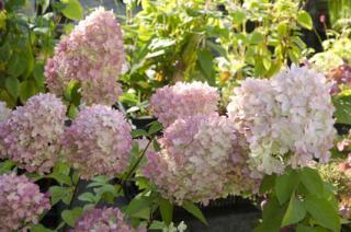 hydrangea paniculata