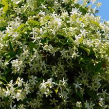 jasmin officinal