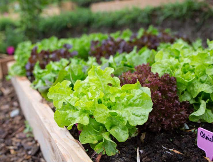 Salade en pot : comment les planter ? (4 étapes simples)