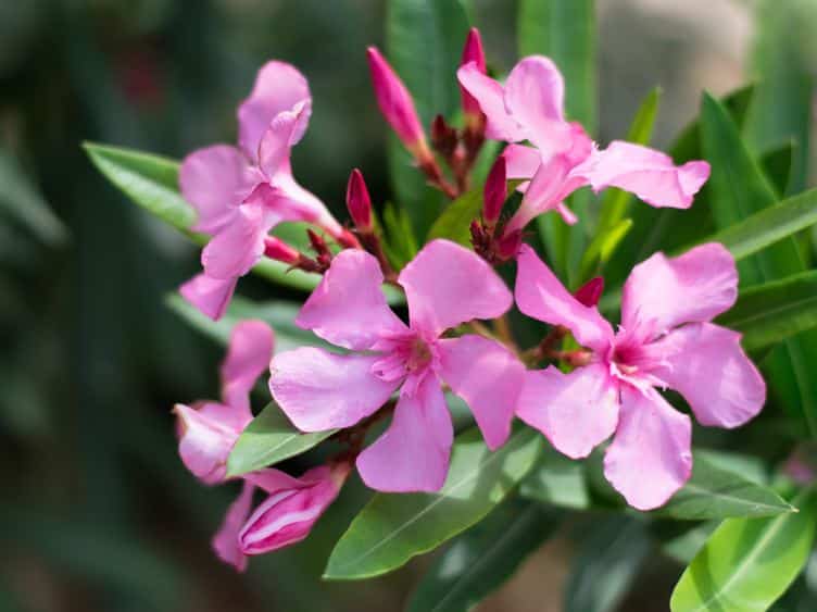 Oleander: planting and maintenance for a beautiful flowering